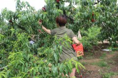 “蟠桃”盛會(huì)：你來(lái)采呀，我來(lái)吃（圖）